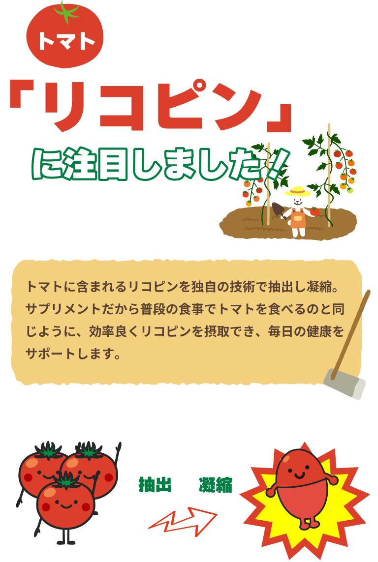 トマトに含まれる「リコピン」に注目！